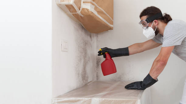 Professional Black Mold Removal technician working in Denton, MD